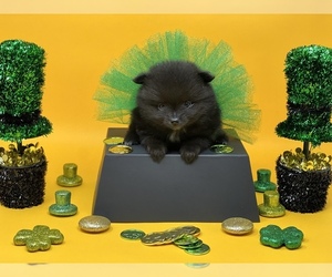 Pomeranian Puppy for sale in STKN, CA, USA