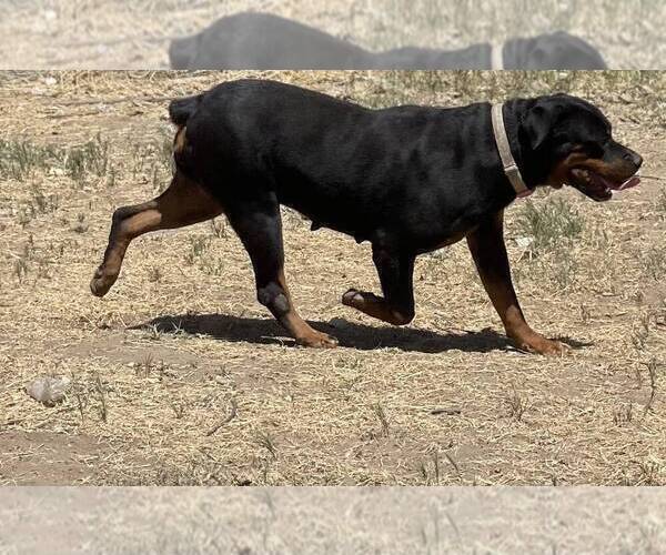 Medium Photo #2 Rottweiler Puppy For Sale in ELDERWOOD, CA, USA