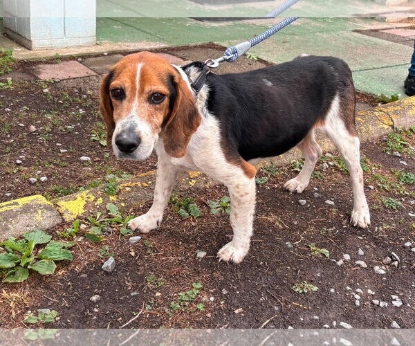 Medium Photo #1 Beagle Puppy For Sale in Rustburg, VA, USA
