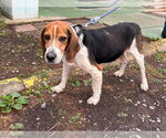 Small Beagle