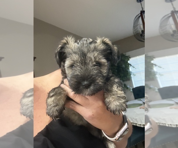 Medium Photo #4 Schnauzer (Miniature) Puppy For Sale in COLUMBUS, IN, USA
