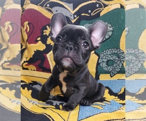 French Bulldog Puppy for Sale in SALEM, Oregon USA