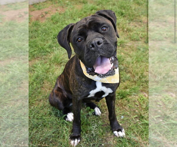 Medium Photo #2 Boxer Puppy For Sale in  Katy, TX, USA