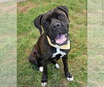 Small #1 Boxer