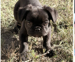 Puppy Onyx French Bulldog