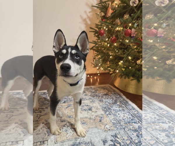 Medium Photo #5 Siberian Husky-Unknown Mix Puppy For Sale in Holly Springs, NC, USA