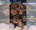 Small Photo #9 Yorkshire Terrier Puppy For Sale in AKRON, OH, USA