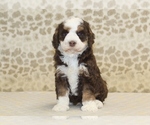 Small #2 Miniature Bernedoodle
