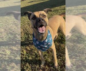 Black Mouth Cur Dogs for adoption in Rosenberg, TX, USA