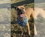 SHILOH - Female Black Mouth Cur Dog for Adoption - Small photo