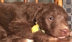 Small Photo #17 Aussiedoodle Puppy For Sale in ARBA, IN, USA