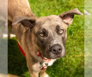 Thor - Male Black Mouth Cur-Labrador Retriever Mix Dog for Adoption - Photo #11