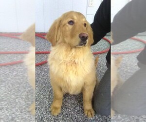 Golden Retriever Puppy for sale in FREDERICKSBURG, OH, USA