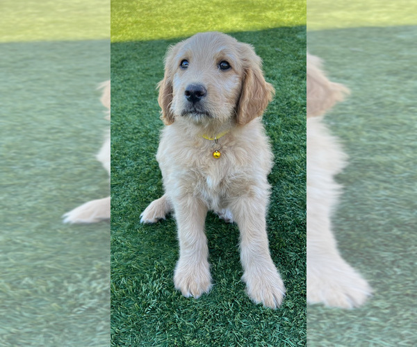 Medium Photo #23 Goldendoodle Puppy For Sale in PHOENIX, AZ, USA