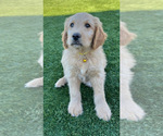 Small Photo #23 Goldendoodle Puppy For Sale in PHOENIX, AZ, USA