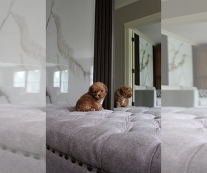 Poodle (Toy) Puppy for sale in PORTLAND, OR, USA