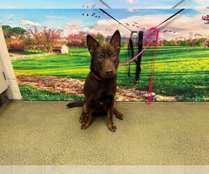 Mutt Dogs for adoption in Moreno Valley, CA, USA