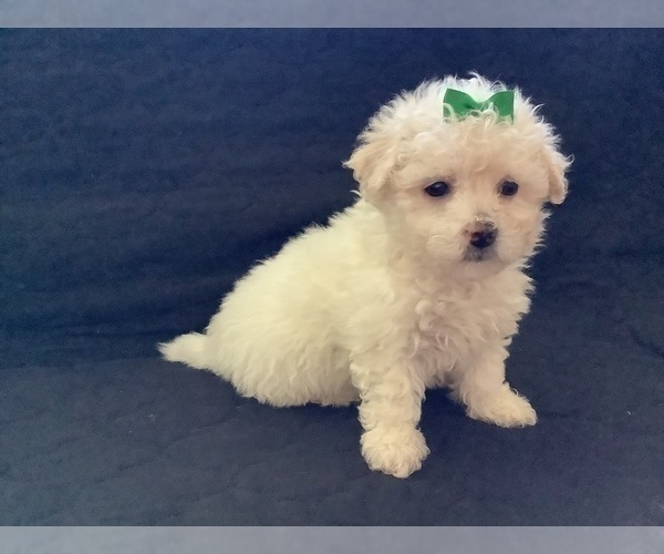 Medium Photo #10 Maltipoo Puppy For Sale in HIGH POINT, NC, USA