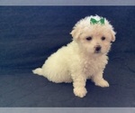 Small Photo #10 Maltipoo Puppy For Sale in HIGH POINT, NC, USA