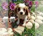 Small Photo #2 Cavalier King Charles Spaniel Puppy For Sale in SCOTTVILLE, MI, USA