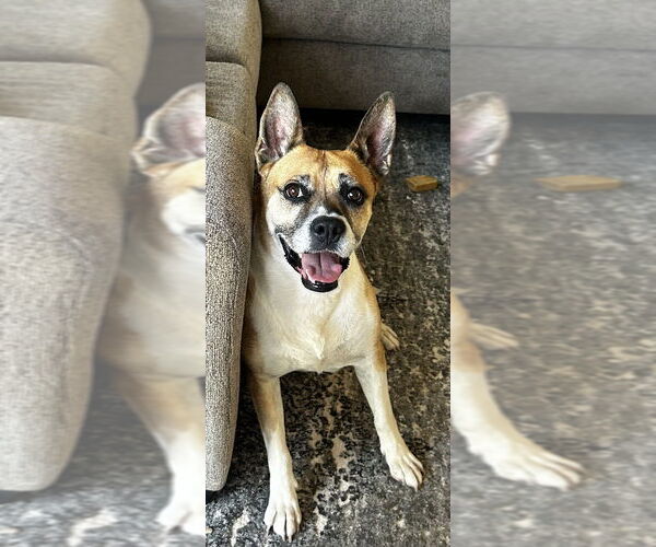Medium Photo #2  Puppy For Sale in , 