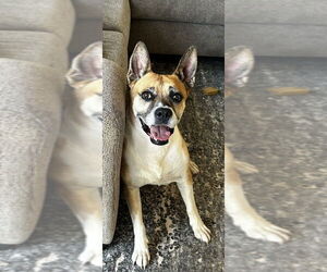 Boxer-Unknown Mix Dogs for adoption in San Diego, CA, USA