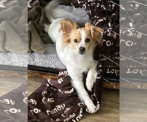 Papillon-Unknown Mix Dogs for adoption in Agoura Hills, CA, USA