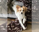 MITCH - Male Papillon-Unknown Mix Dog for Adoption - Small photo