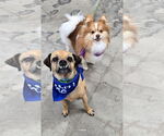 Small #5 Puggle