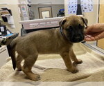 Small Staffordshire Bull Terrier