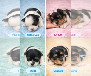 Yorkshire Terrier Puppy for sale in PITTSBURGH, PA, USA