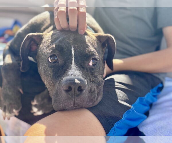 Medium Photo #16 Mutt Puppy For Sale in Mount Laurel, NJ, USA