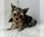Small #3 Yorkshire Terrier