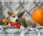 Small Photo #3 Pomsky-Shiba Inu Mix Puppy For Sale in LANCASTER, PA, USA
