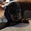 Small Photo #1 Dachshund Puppy For Sale in KINGSLAND, TX, USA
