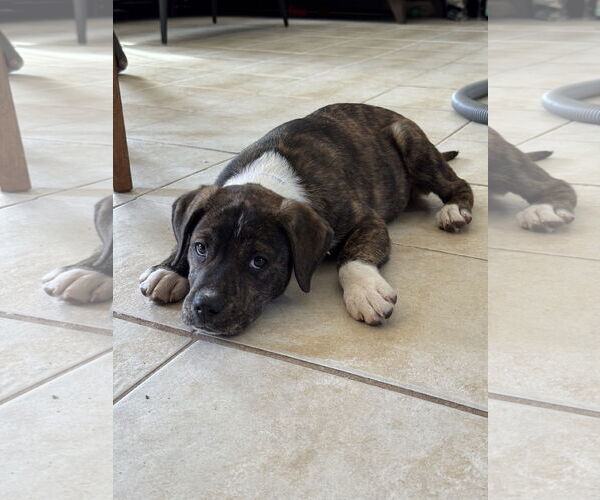 Medium Photo #1 Boxer-Unknown Mix Puppy For Sale in Duluth, MN, USA