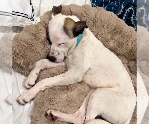 Medium Photo #8 American Staffordshire Terrier-Labrador Retriever Mix Puppy For Sale in San Juan Capistrano, CA, USA