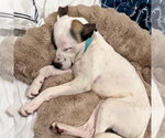 Small #7 American Staffordshire Terrier-Labrador Retriever Mix