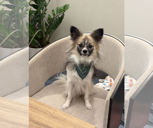 Medium Photo #1 Papillon-Unknown Mix Puppy For Sale in Fort Collins, CO, USA