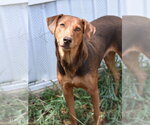 Small #1 Doberman Pinscher Mix