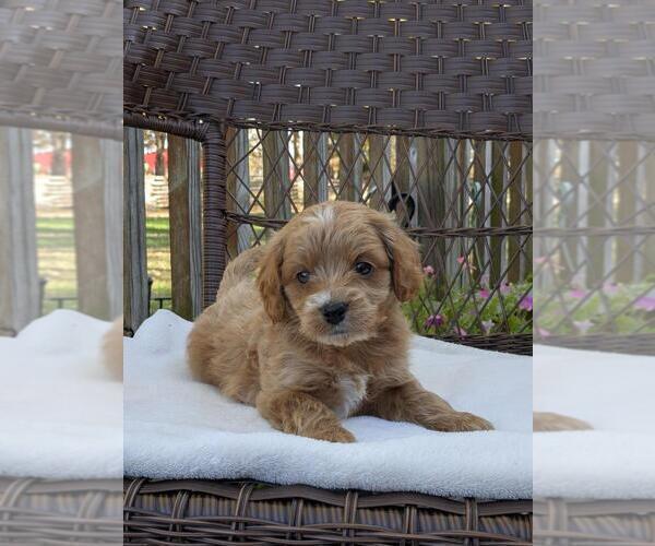 Medium Photo #11 Cock-A-Poo-Poodle (Miniature) Mix Puppy For Sale in SALEM, MO, USA