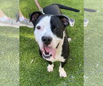 Small #1 American Bulldog