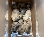Small Photo #2 Boerboel Puppy For Sale in LITTLE ROCK, AR, USA