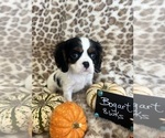 Small #1 Cavalier King Charles Spaniel