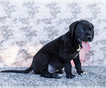 Small #11 Great Dane
