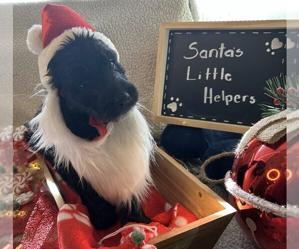 Medium Photo #9 Goldendoodle Puppy For Sale in FORT LAUDERDALE, FL, USA