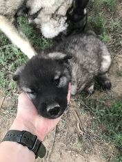 Norwegian Elkhound Puppy for sale in FOUNTAIN, CO, USA
