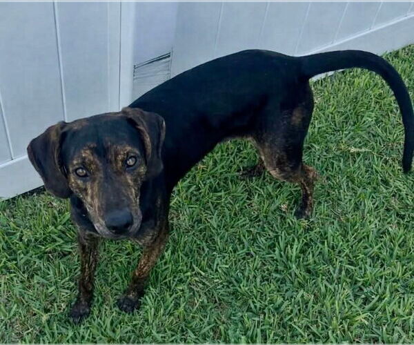 Medium Photo #2 Coonhound-Unknown Mix Puppy For Sale in Tampa, FL, USA