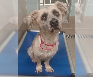 Cairn Terrier Dogs for adoption in Fort Lauderdale, FL, USA