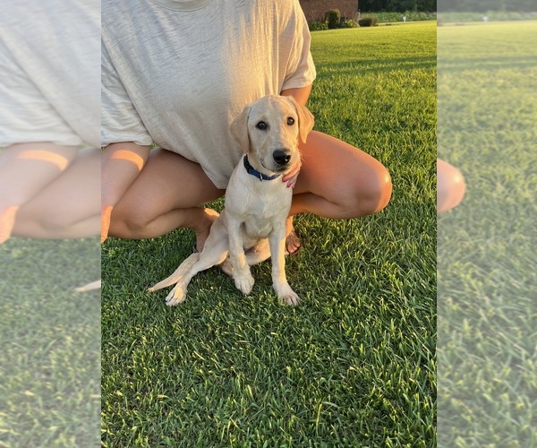 Medium Photo #2 Labrador Retriever Puppy For Sale in GREENVILLE, NC, USA